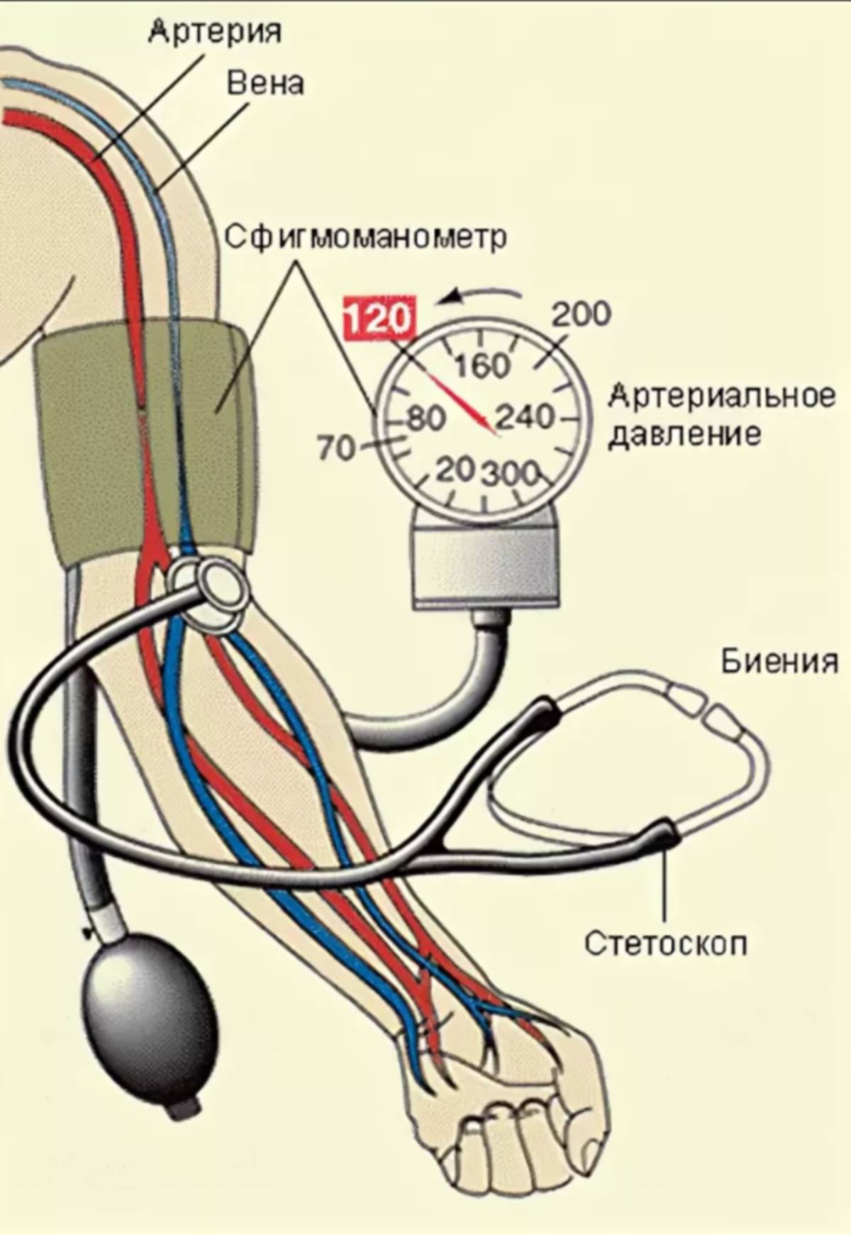 Как работает измерение давления. Измерение артериального давления механическим тонометром алгоритм. Измерение артериального давления на плечевой артерии. Схема измерения артериального давления тонометром. Алгоритм измерения давления механическим тонометром.